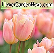 Tulip 'Apricot Beauty', Tulipa 'Apricot Beauty, Single Early Tulip' Apricot Beauty ', Single Early Tulips, Spring Bulbs, Spring Flowers, Apricot Tulip