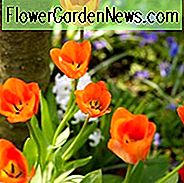 Tulipa Oranje keizer, Tulip 'Orange Emperor', Fosteriana Tulip 'Orange Emperor', Fosteriana Tulips, Spring Bulbs, Spring Flowers, Tulipe Orange keizer, Spring Bloom, Mid Spring bloom, oranje tulpen