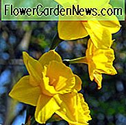 Narcissus Trevithian, Daffodil Trevithian ', Jonquil' Trevithian ', Jonquil Daffodils, Jonquilla Daffodils, Spring Bulbs, Spring Flowers, gele bloemen, geurige narcis