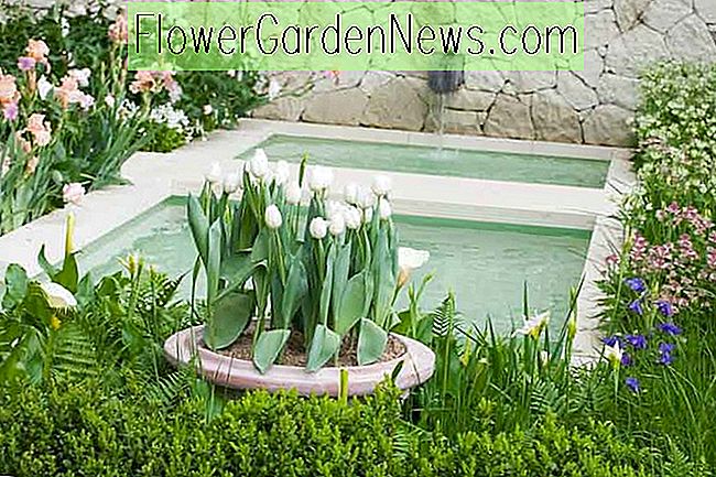 En romantisk forårshaveide med peonies, iris og blomsterløg