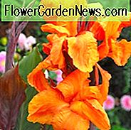 Canna 'Wyoming', Indian Shot 'Wyoming', Cana Lily Wyoming, Canna Lily pærer, Canna liljer, Orange Canna Lilies