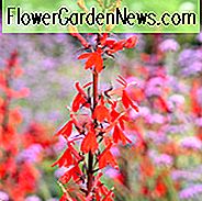 Lobelia Cardinalis, Kardinalblomst, Vann Gladiole, Red Bay, Scarlet Lobelia, Slinkweed, Bog Sage, Hogs Physic, Indian Pink, Røde blomster