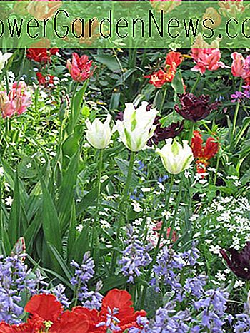 En dejlig forårsgrænse idé med papegøje tulipaner og Viridiflora tulipaner