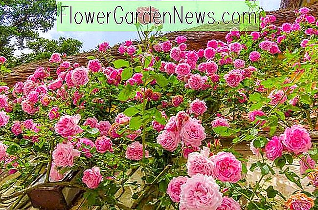 En perfekt trädgårdsdekor med rosor