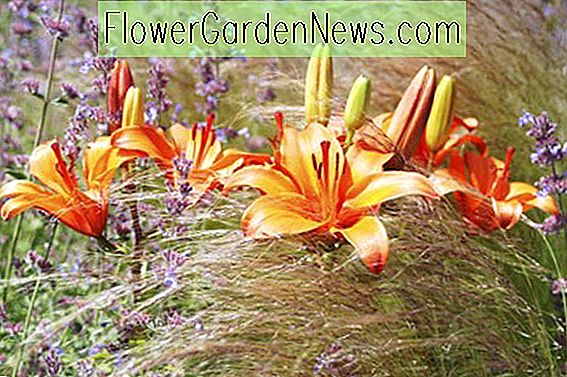 Eine atemberaubende Border-Idee mit Lilien, Nepeta und Gräsern