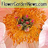 Paeonia 'Coral Charm', Peony 'Coral Charm', 'Coral Charm' Peony, Pink Flowers, Pink Peonies, Coral Flowers, Coral Peonies