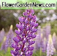 Lupinus 'Purple Swirl', Lupine 'Purple Swirl', Lupine 'Purple Swirl', Band of Noble Series, Russel Hybrids, tweekleurige bloemen, Paarse bloemen, Mauve bloemen, Violette bloemen