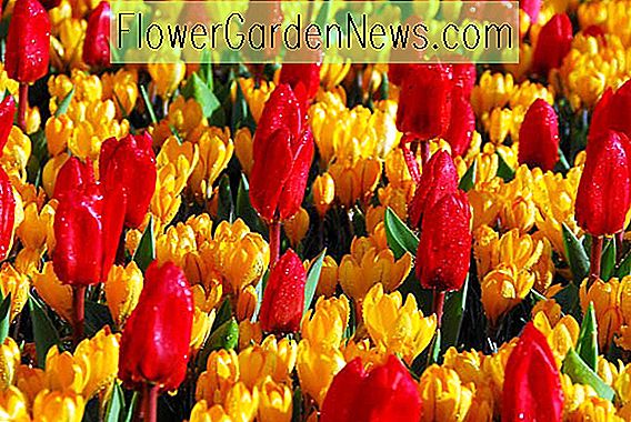 ฤดูใบไม้ผลิฤดูใบไม้ผลิชุดค่าผสมของหลอดไฟการรวมกันของชุดยืนต้น Tulip Show Winner, Crocus Flavus Golden Yellow, Tulipa ShowWinner, Crocus Golden Yellow