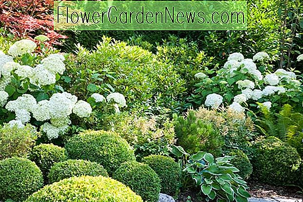 En sjarmerende plantekombinasjon for skyggefulle hager: Hortensia, japansk lønn og Boxwood