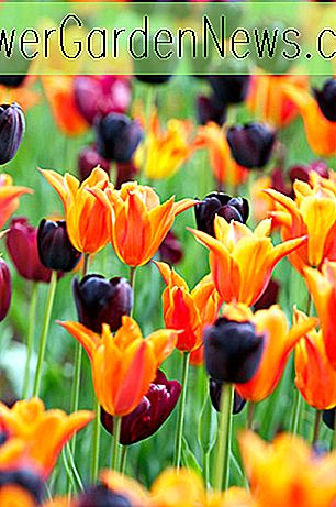 En øyeoppfangende vårgrenseide med noen fantastiske tulipaner