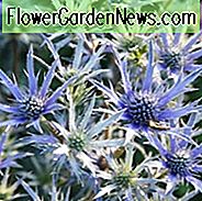 Eryngium Bourgatii 'Picos Blau', Mittelmeer Stechpalme 'Picos Blau', Bourgatis Eryngo 'Picos Blau', Trockene Böden Pflanzen, Sandige Böden Pflanzen, Blaue Blüten, Blaue Stauden