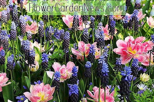 Una idea de frontera de primavera llamativa con Tulip 'Peach Blossom', Muscari Latifolium y Anemone Blanda
