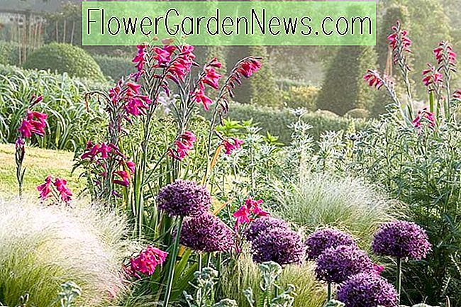 Una frontera de primavera llamativa con Allium, Sword-Lilies y Grass