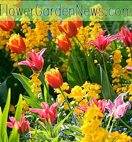 Eine großartige Frühlings-Grenze-Idee mit 2 ins Auge fallenden Tulpen und Wallflowers
