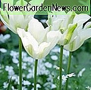 Tulipa 'Spring Green', Tulipan 'Spring Green', Viridiflora Tulipan 'Spring Green', Tulipany Viridiflora, Spring Bulbs, Kwiaty wiosenne, Białe tulipany, tulipan późnej wiosny, tulipan późnego sezonu