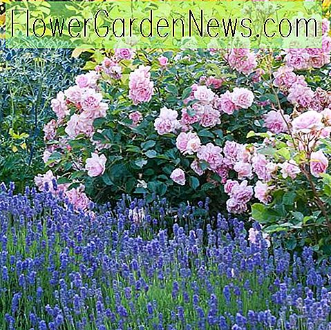 Eine duftende Sommergrenze mit Rosen, Lavendel, Rosa und Meer Holly
