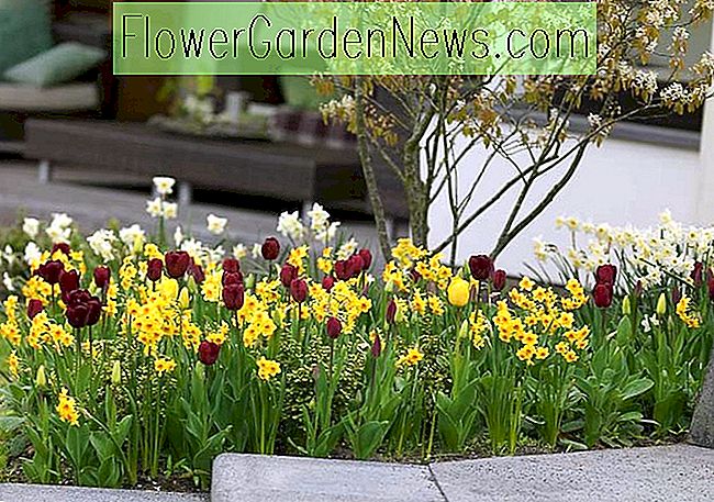 Een vrolijk lentegrensidee met Tulip 'Jan Reus' en Daffodil 'Falconet'