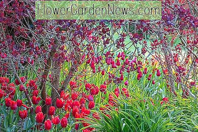 Spectacular pavasario sienos idėja su raudonuoju Tulpių ir Cotinus