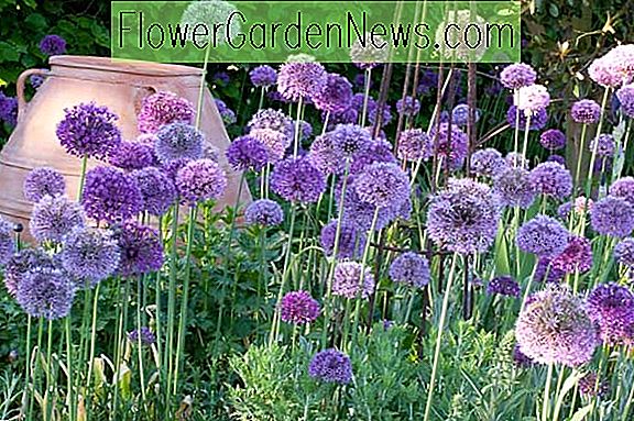 Eine hervorragende Spring Border Idee mit 2 herrlichen Allium 🌹