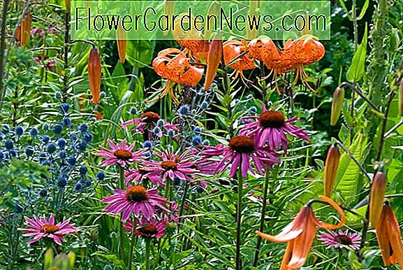 Een Perfecte Zomergrens Met Tijllelies Echinacea En Sea Holly