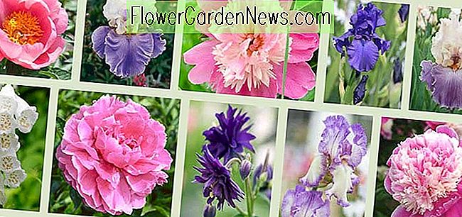 Peonies og Companion Plants - Pink & Violet Theme