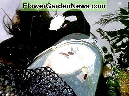 View from below as the trap is lowered back into the pond. After another two days, it will be emptied and replaced. This needs to be repeated until no further leeches are caught. After a few weeks another trap may need to be set for any hatchlings.