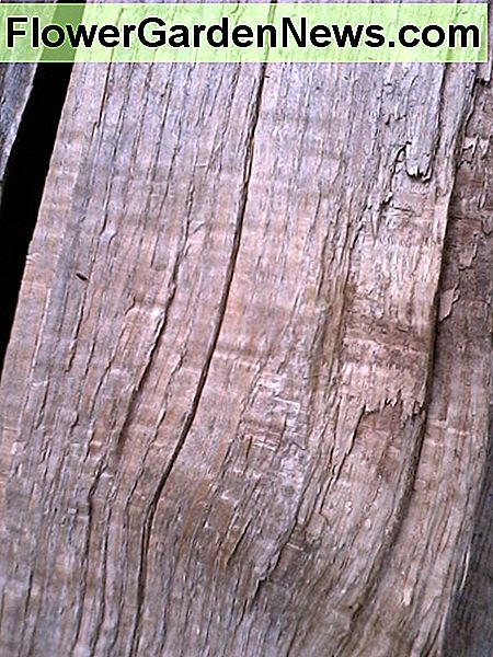 Red Oak exposed grain. I can always tell that a piece of firewood is oak because of the faint horizontal lines that run against the grain.
