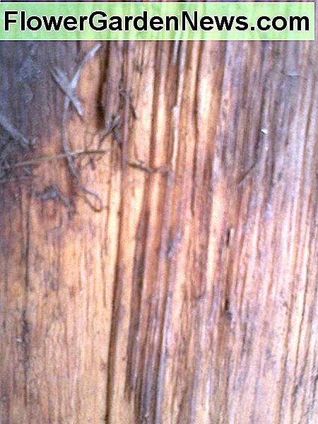 Exposed grain of Black Locust.