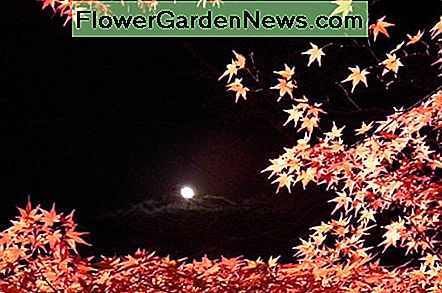 Kaede: Der japanische Ahornbaum
