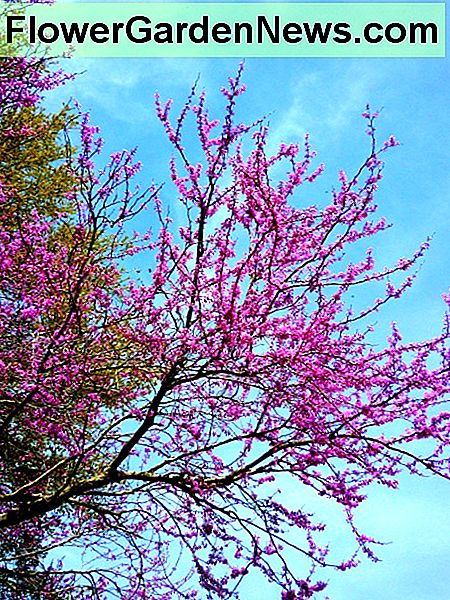 The Redbud tree in our backyard looking up towards the sky