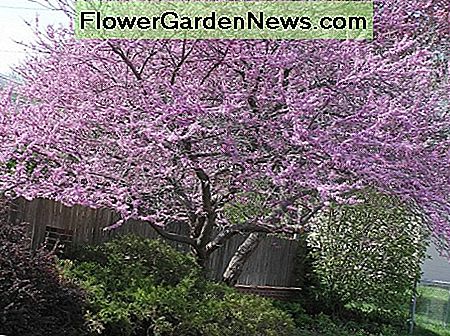 Redbud tree in bloom