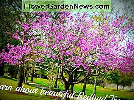 Zdjęcia pięknego drzewa ozdobnego redbud kwitnienia