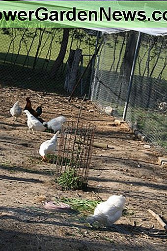 This photo shows my chicken run while we were covering it with netting, and planting herbs to grow. Tall plants now interrupt the direct flight path from one end of the yard to the other.