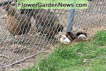 When they are tiny, chicks can fit through the wire mesh in the chicken run fence.