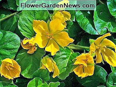 Golden creeping Jenny is also called moneywort. The 'Aurea' cultivar is an ideal ground cover for suppressing weeds. 