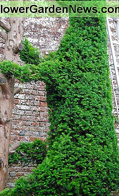 Topiary of Yew
