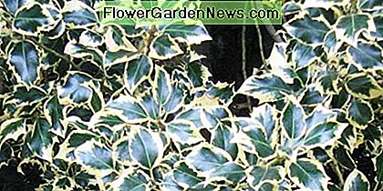 Variegated holly.