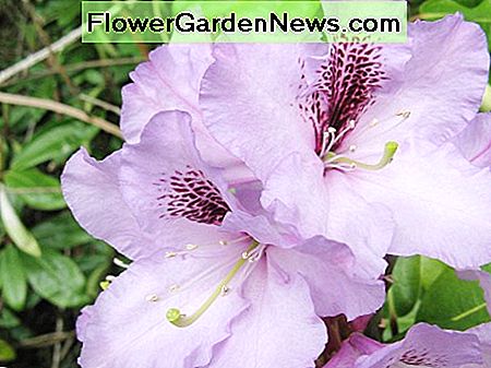 Rhododendron Billeder, fakta og pleje tips