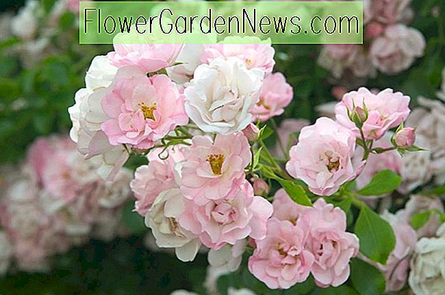 Rosa 'Flower Carpet Appleblossom'