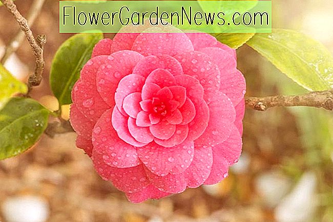 Vilken Camellia är rätt för min trädgård?