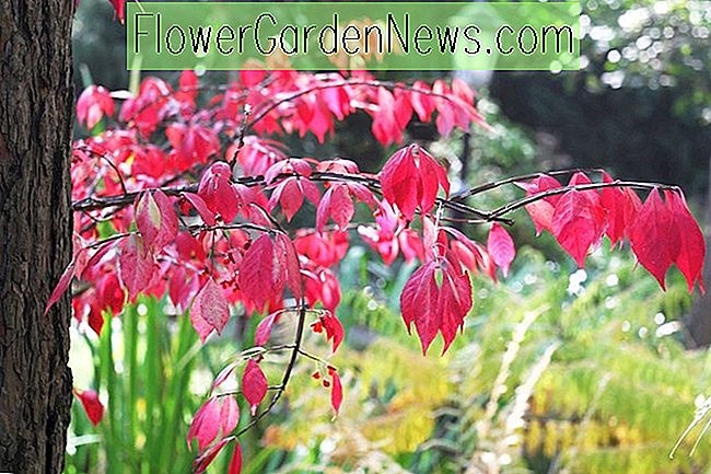 Große Sträucher für schattige Gärten in Neu-England