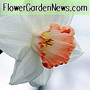 Narcissus Pink Charm, Påsklilja 
