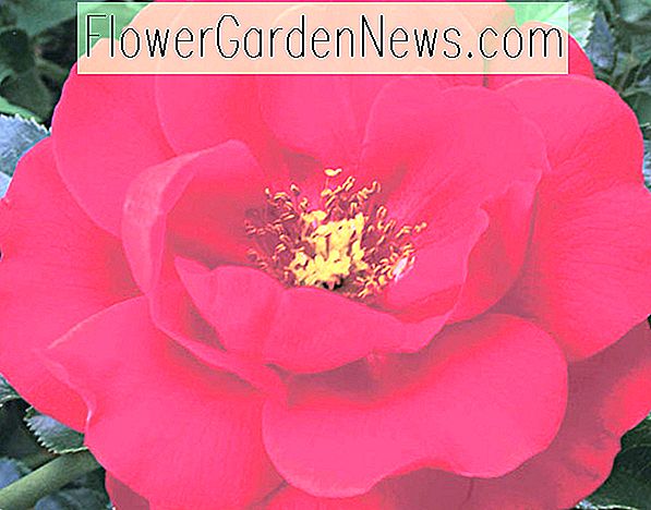 Rose 'Flower Carpet Scarlet', Rosa 'Flower Carpet Scarlet', bodembedekkende rozen, rode rozen