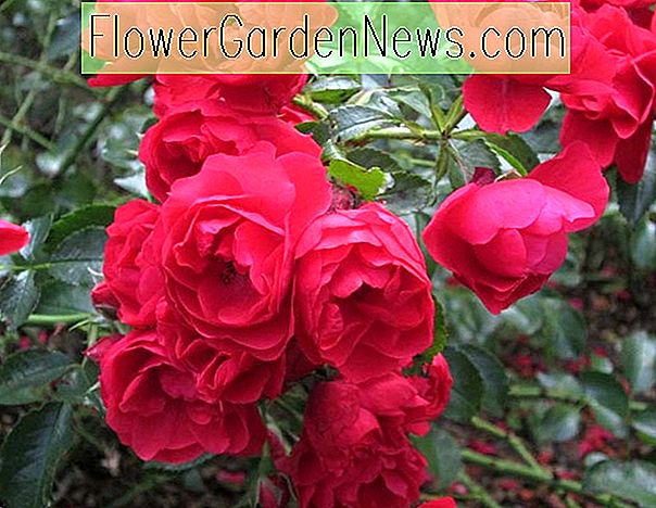 Rose 'Flower Carpet Scarlet', Rosa 'Flower Carpet Scarlet', bodembedekkende rozen, rode rozen