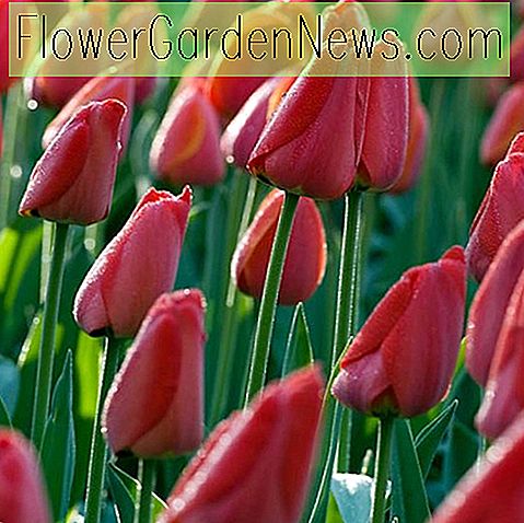Tulipa 'Parade' (Darwin Hybrid Tulip)
