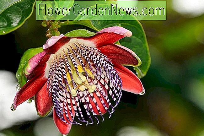 Passiflora alata (Winged-Stem Passion Flower)