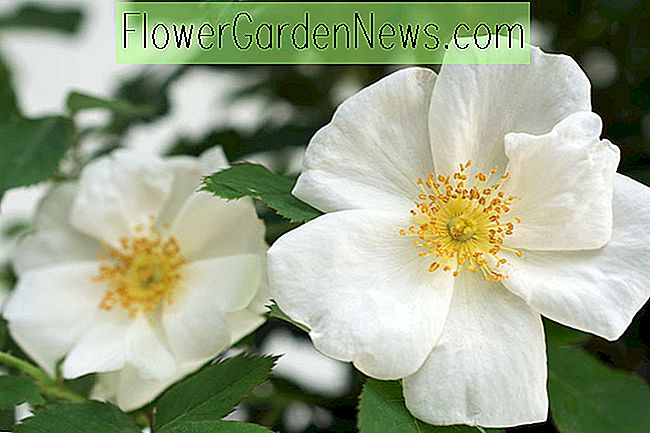 Rosa 'White Knock Out'