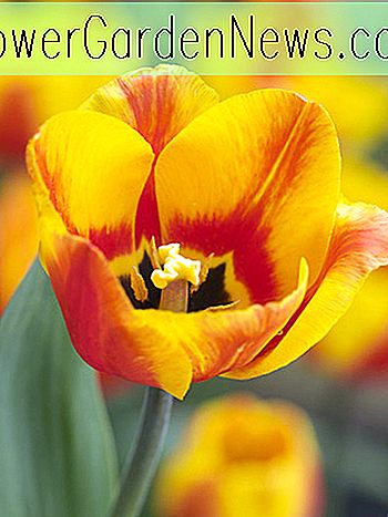 Tulipa 'Flair' (Single Early Tulip)