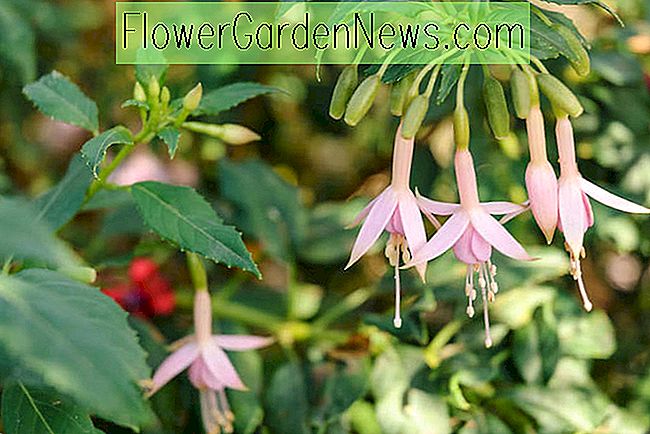 Fuchsia 'Whiteknights Pearl' (Hardy Fuchsia)