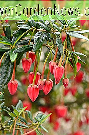 Crinodendron hookerianum (Lantern Tree)